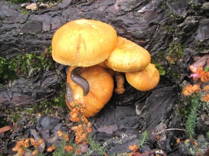 19#2014.11.01-SobreiralErmidaGeres-MariaRibeiro_1