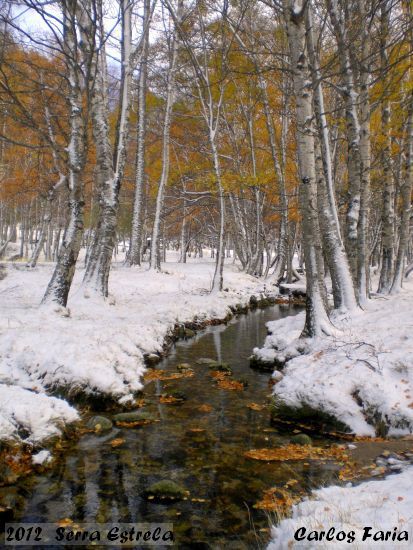 2012.12.01-S.Estrela_-_Carlos_Faria_1