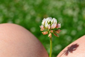 Menção Honrosa -  Marta Mafalda