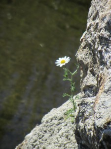 Tema 4 - Cláudia Carvalho